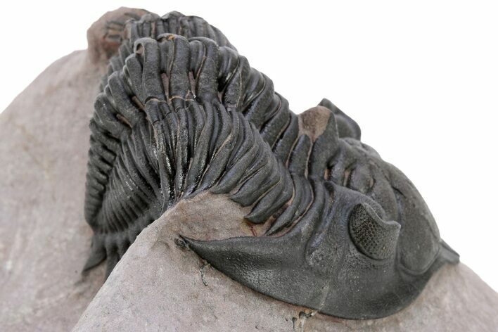 Large Metacanthina Trilobite - Lghaft, Morocco #222431